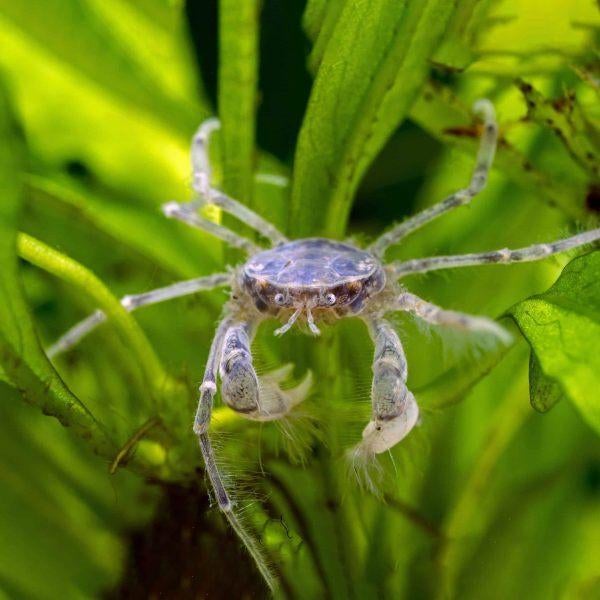 Hobbyaquarium Onderwater krab / Microspider-Linmopilos, Dieren en Toebehoren, Kreeft, Krab of Garnaal, Zoetwatervis, Schoolvis