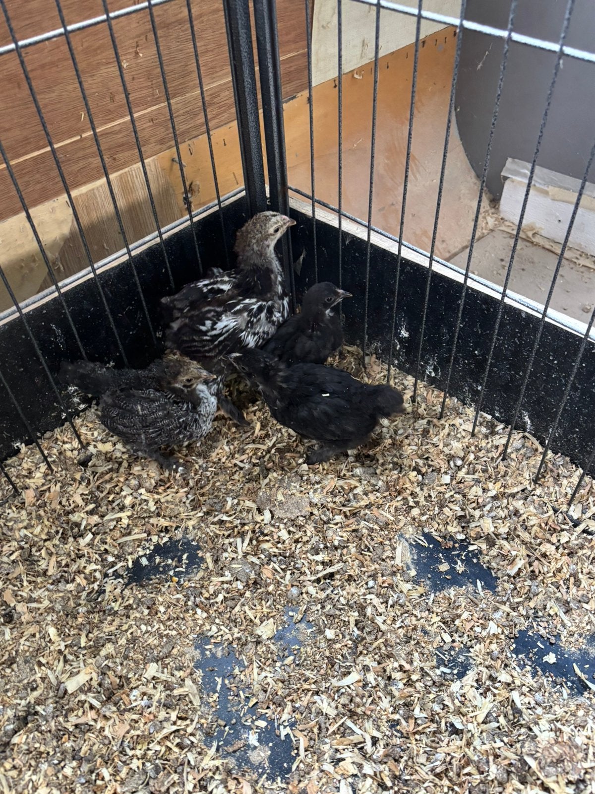 5 brahma kriel Hennen