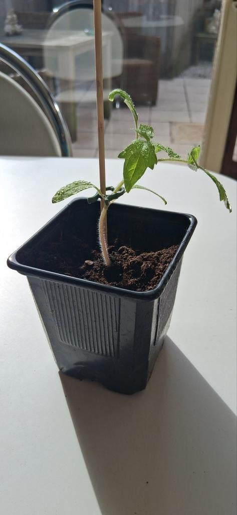 Carazon hybride HF1 plantjes, Tuin en Terras, Ophalen, Voorjaar, Volle zon, Zaad