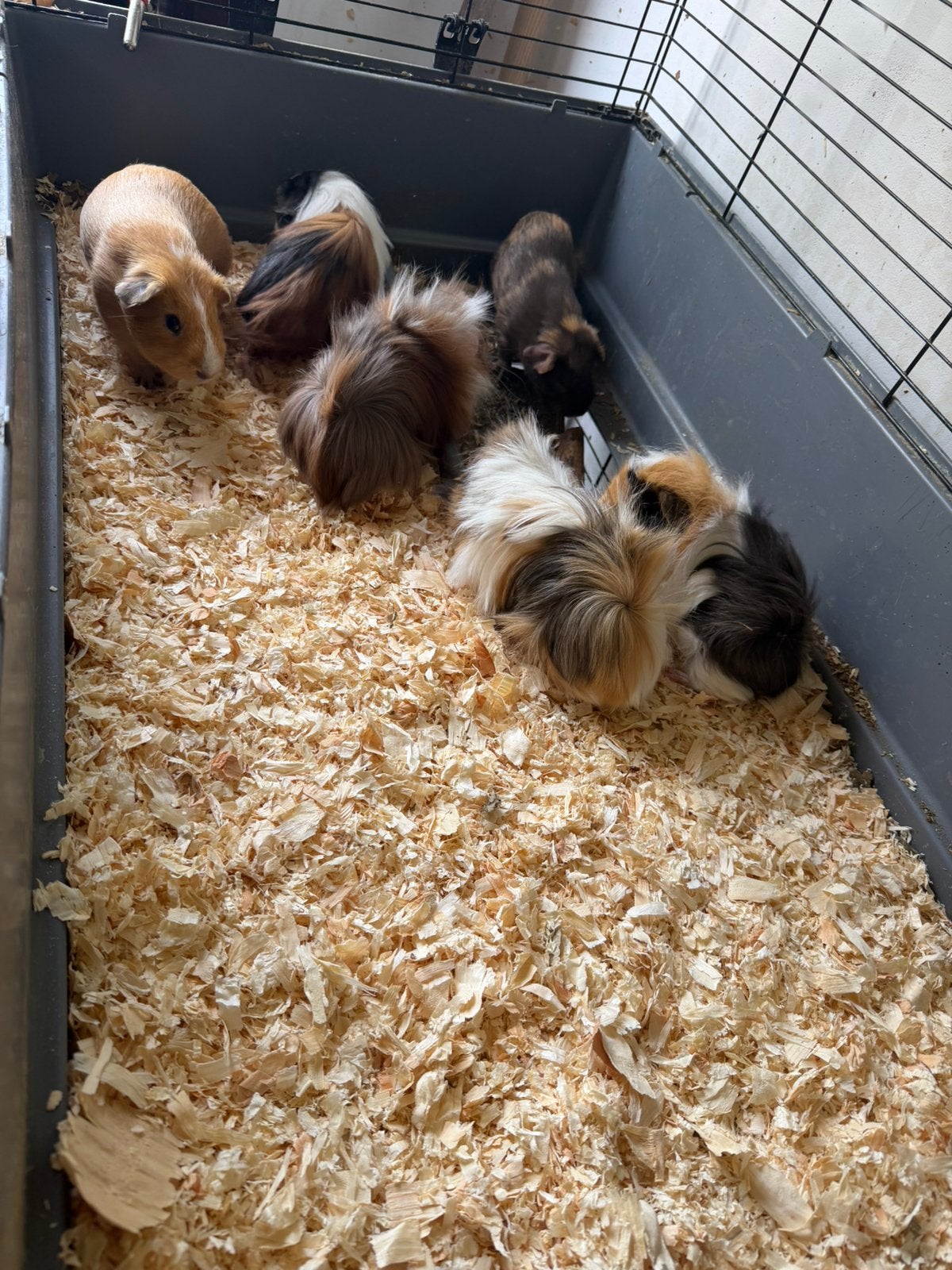 Diverse cavia’s, Dieren en Toebehoren, Cavia, Mei, Meerdere dieren, Tam
