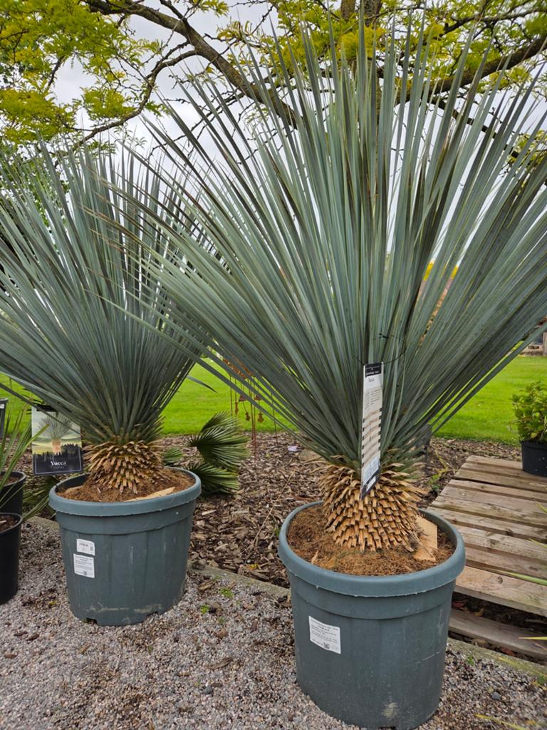 Yucca Rostrata - palmlelie, Ophalen