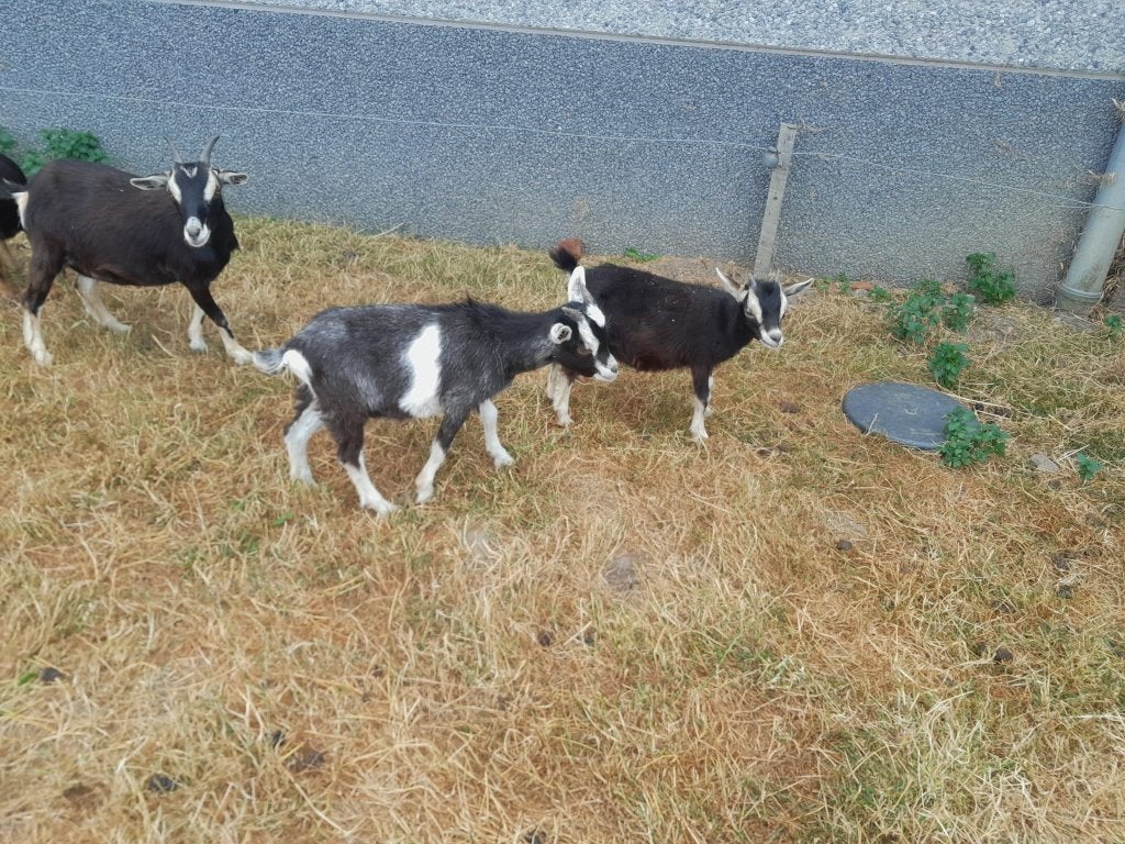Dwerggeitjes met lammetjes, Dieren en Toebehoren, Schapen, Geiten en Varkens, Meerdere dieren, Geit