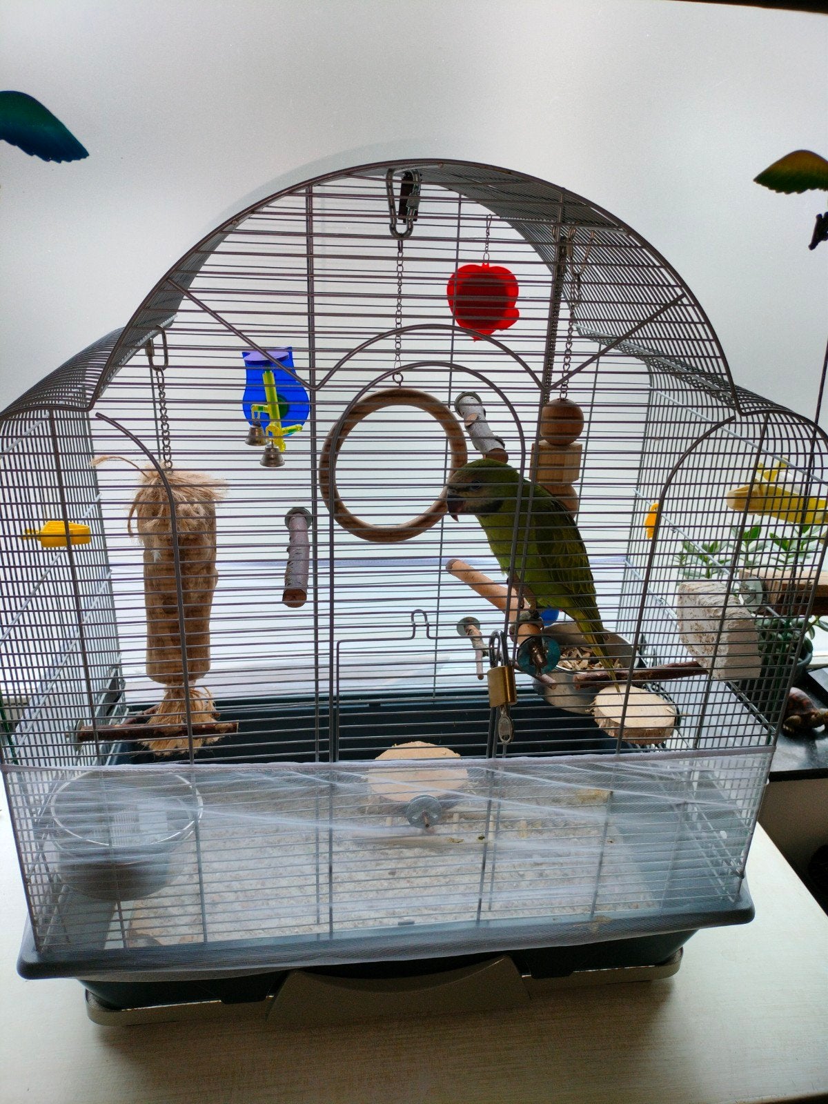 cage perruche à moustache, Dieren en Toebehoren, Vogels | Toebehoren