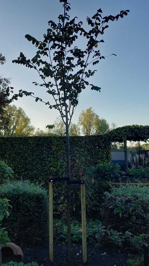 boom, Tuin en Terras, Ophalen, In pot, Overige soorten, 400 cm of meer