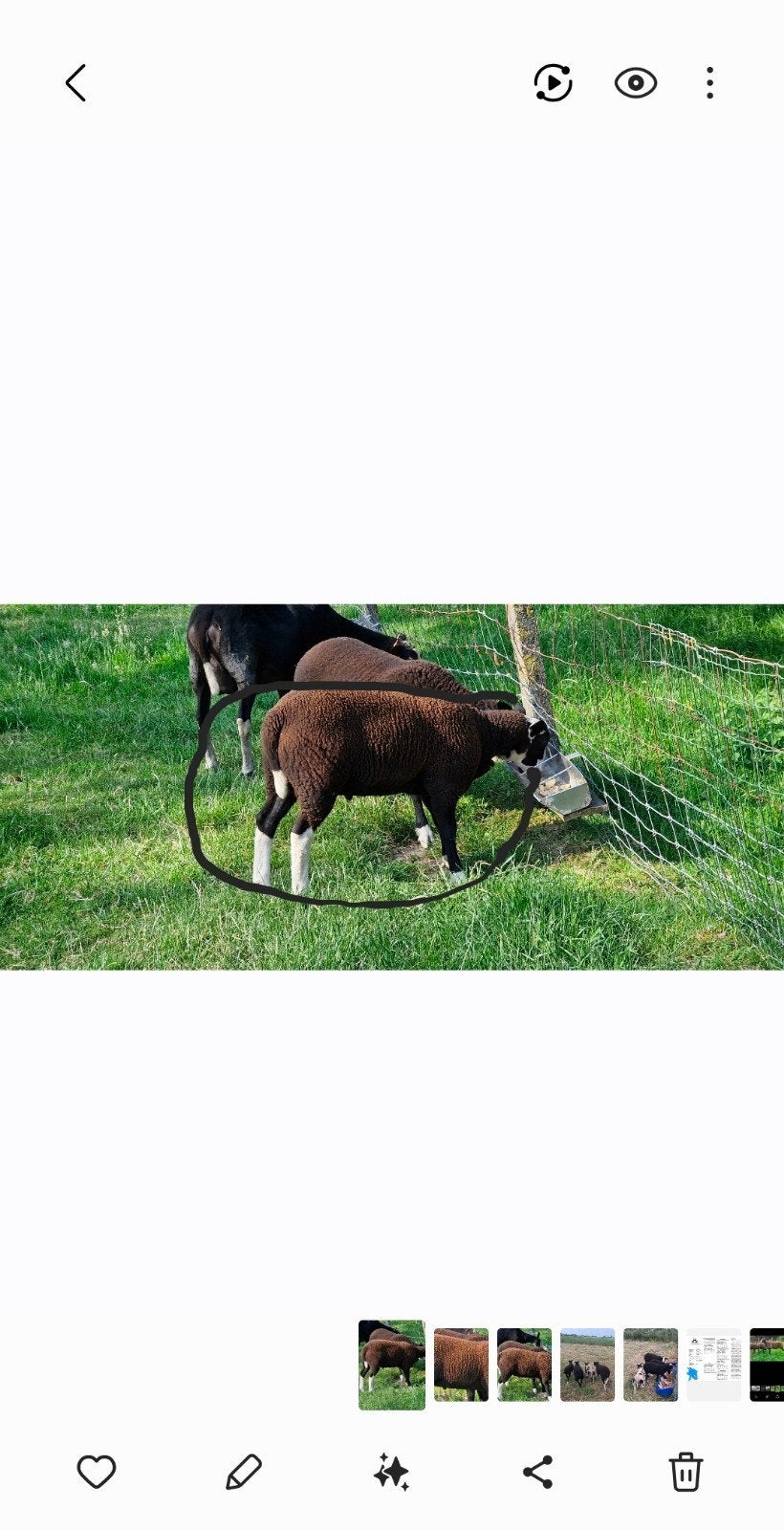 Ram te koop, Dieren en Toebehoren