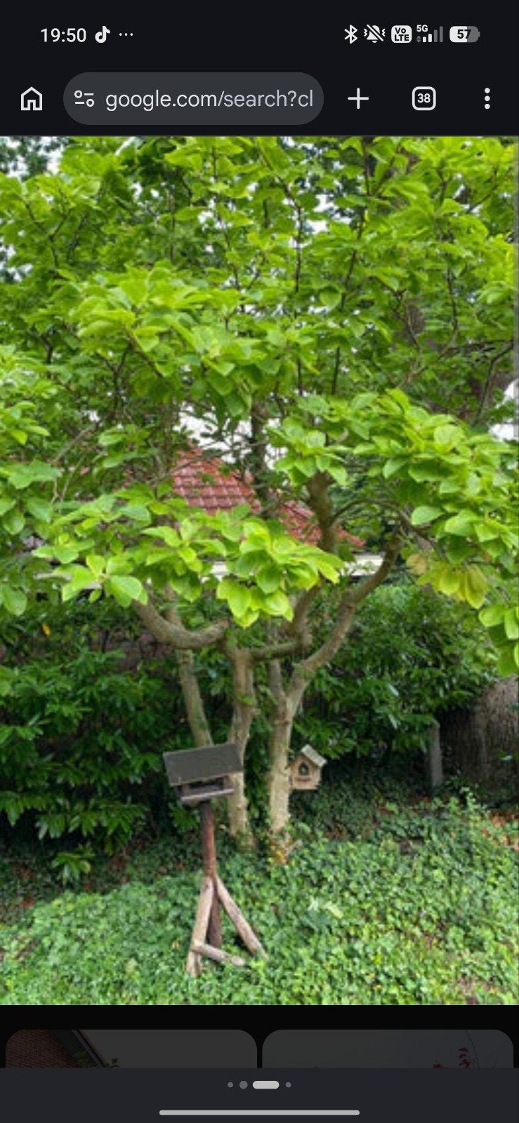 Brandhout, Enlèvement