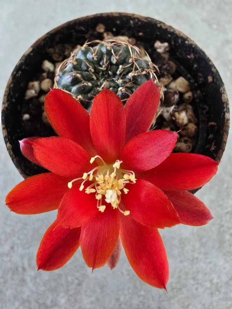Sulcorebutia rode bloem cactus, Huis en Inrichting, Kamerplanten, Ophalen of Verzenden, Cactus