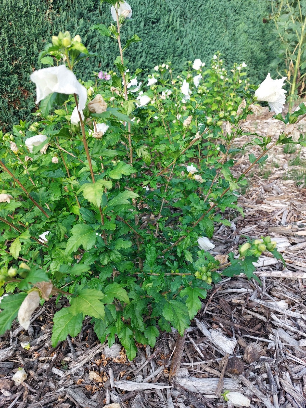 hibiscusplanten met witte bloemen, Ophalen