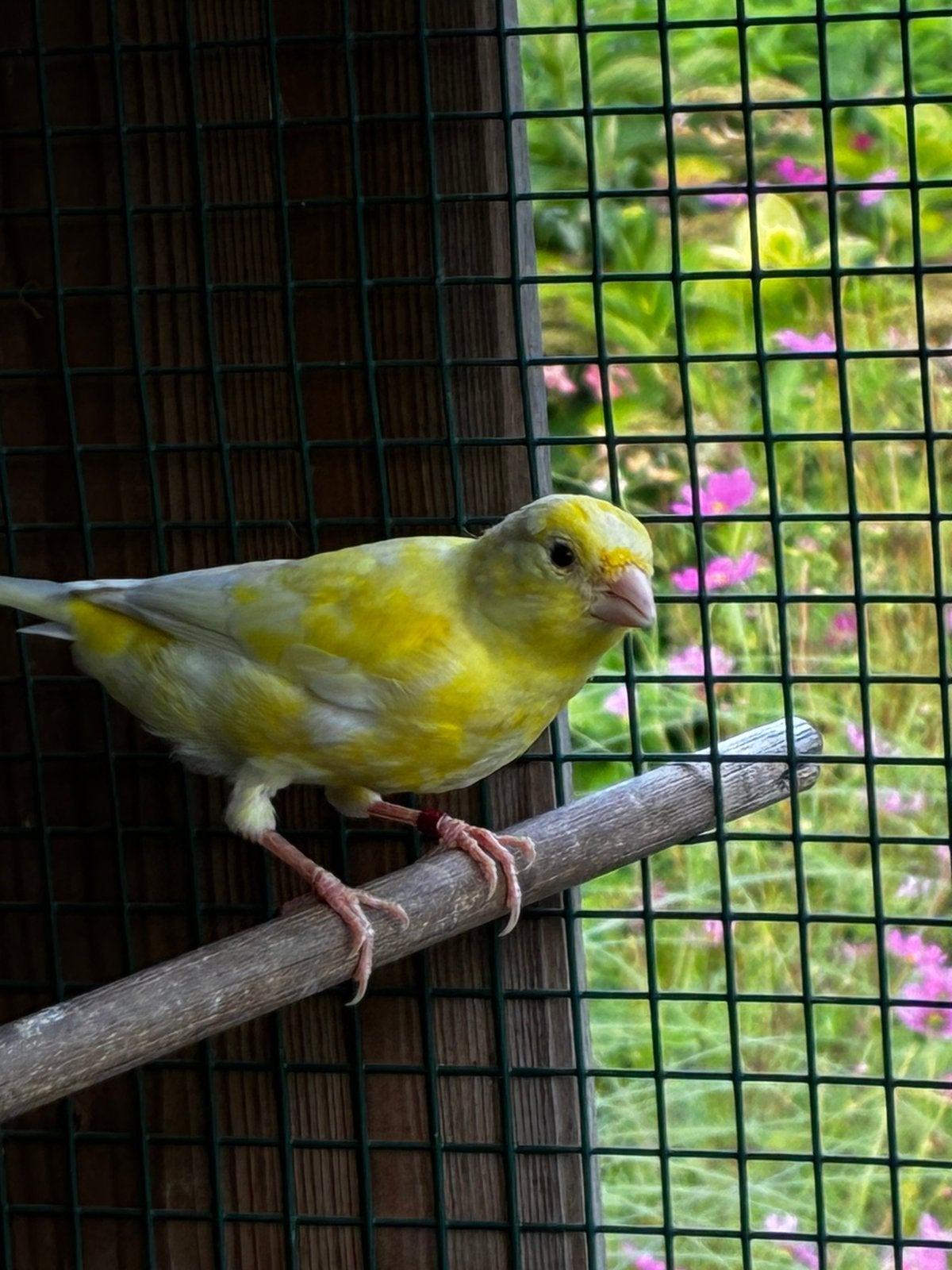 Canaries 2026, Animaux & Accessoires