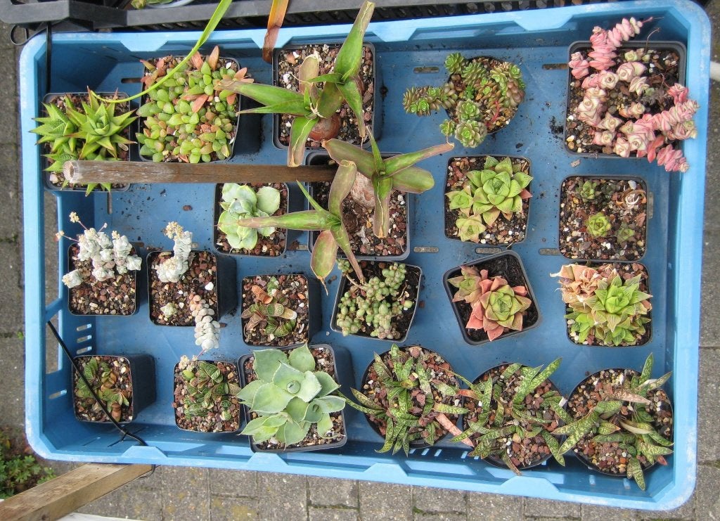 Vetplanten - Succulenten, Maison & Meubles, Plante succulente, En pot, Moins de 100 cm, Plante verte