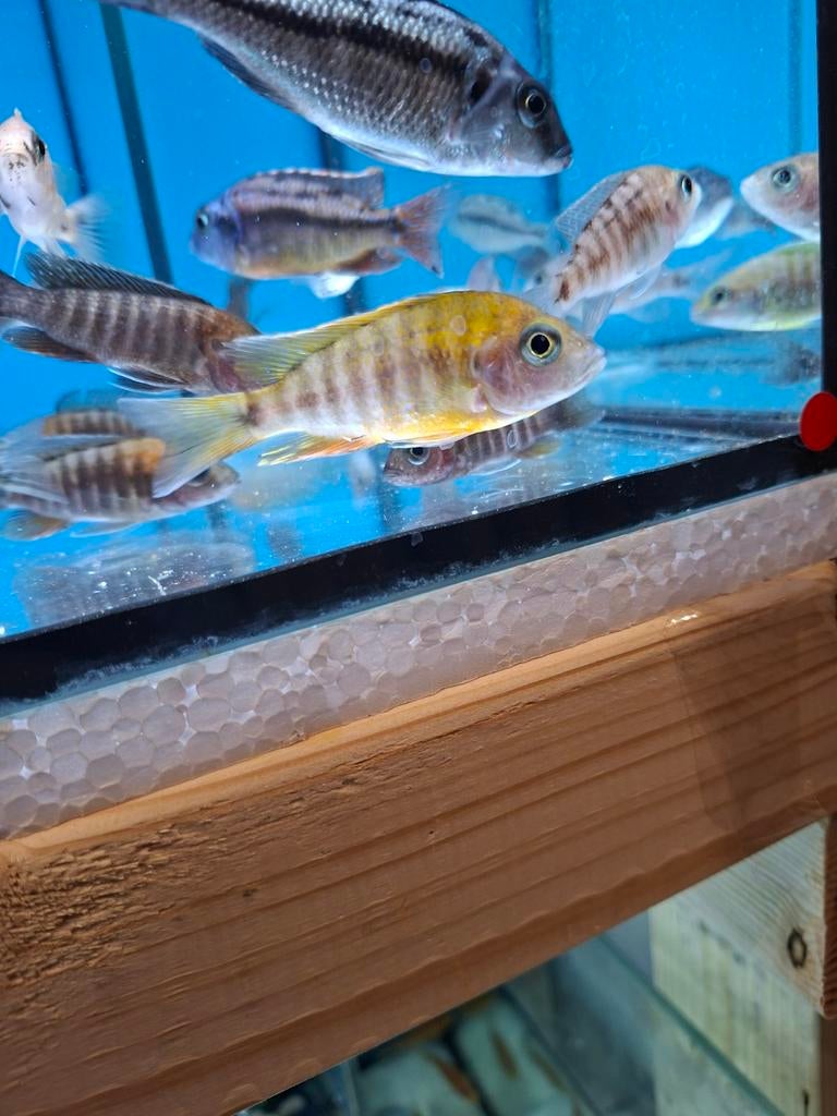 Cichlides malawi aulonocara eureka