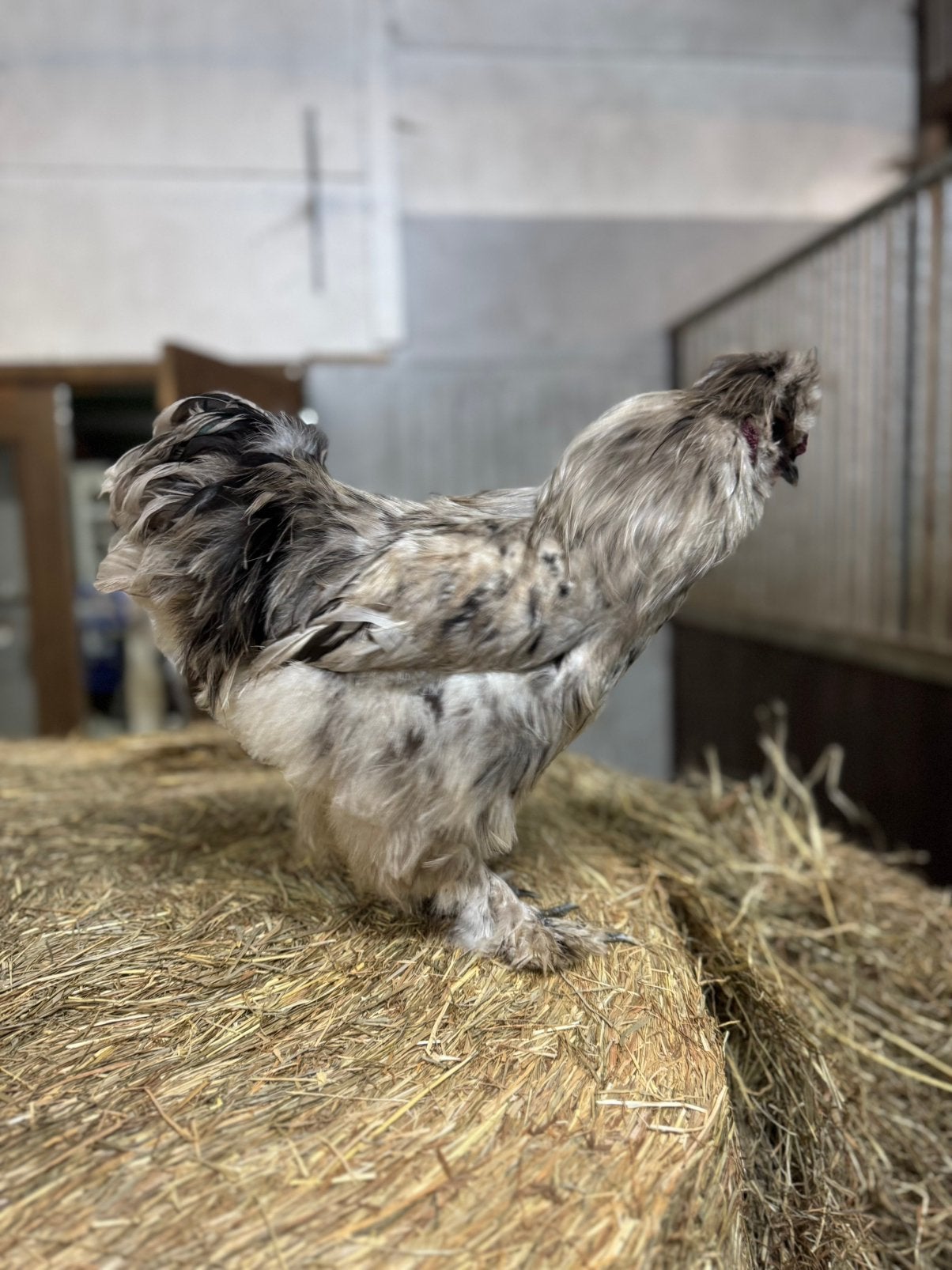 Knappe en zeer brave zijdehoen haan., Dieren en Toebehoren