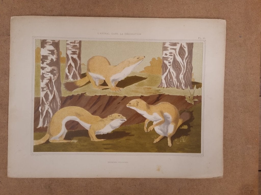 Art nouveau litho Hermines - M.P. Verneuil 1897, Antiquités & Art, Signé dans la planche, Enlèvement, Animaux et nature, Lithographie