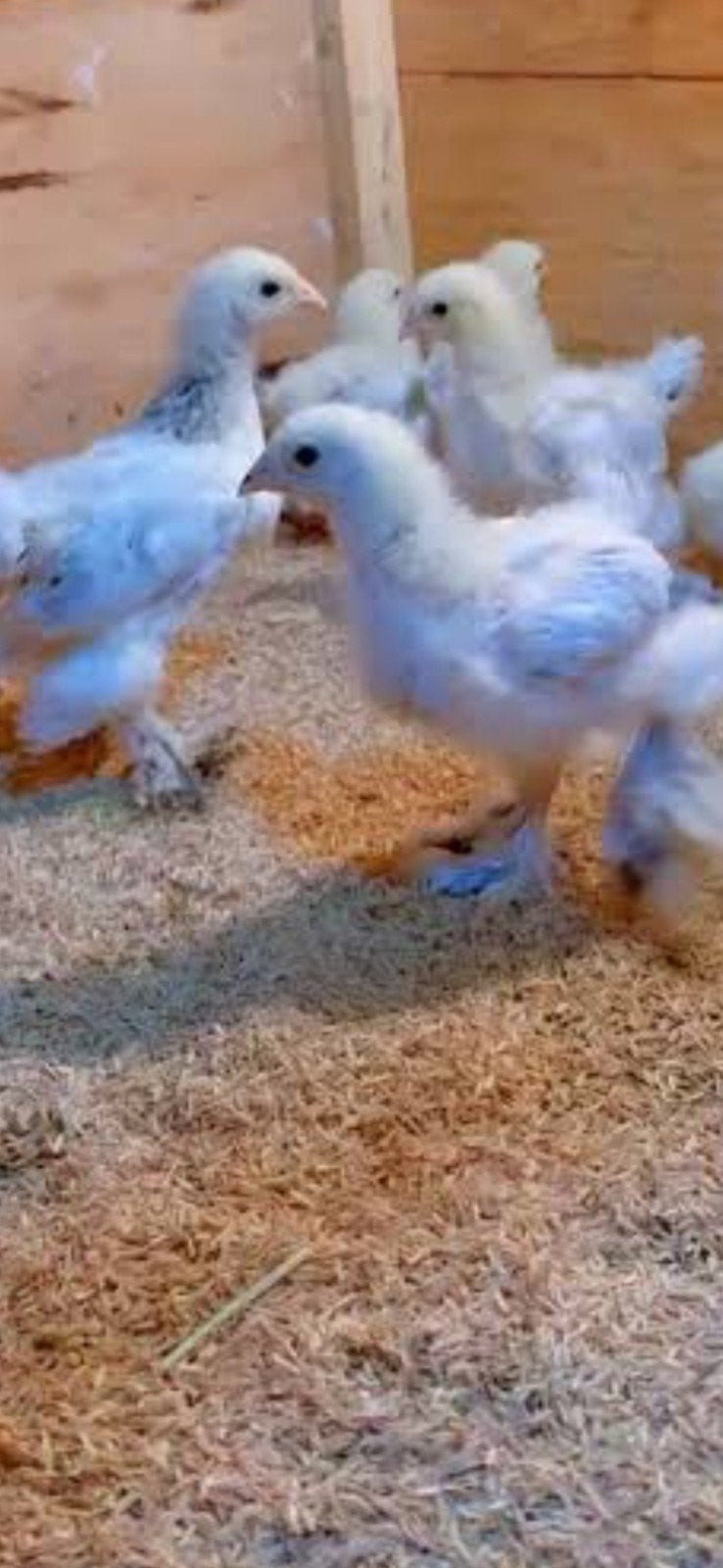 Poussins brahma a donner