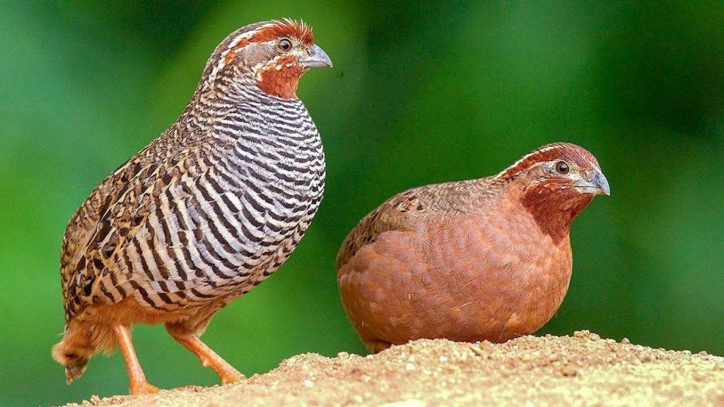 Kwartel, Plusieurs animaux, Autres espèces