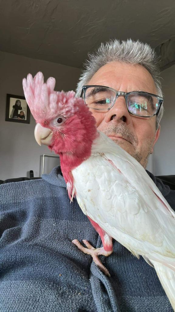 Handtamme lutino rosé kaketoes, Dieren en Toebehoren, Vogels | Parkieten en Papegaaien, Papegaai, Meerdere dieren, Pratend, Tam