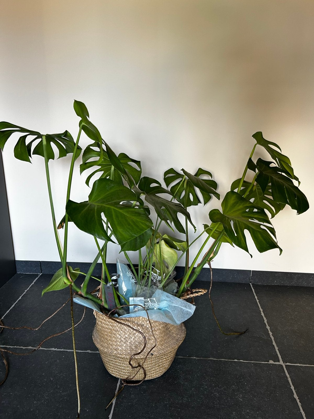 Grote, prachtige Monstera deliciosa – volwassen exemplaar, Ophalen, 100 tot 150 cm, Overige soorten, Halfschaduw