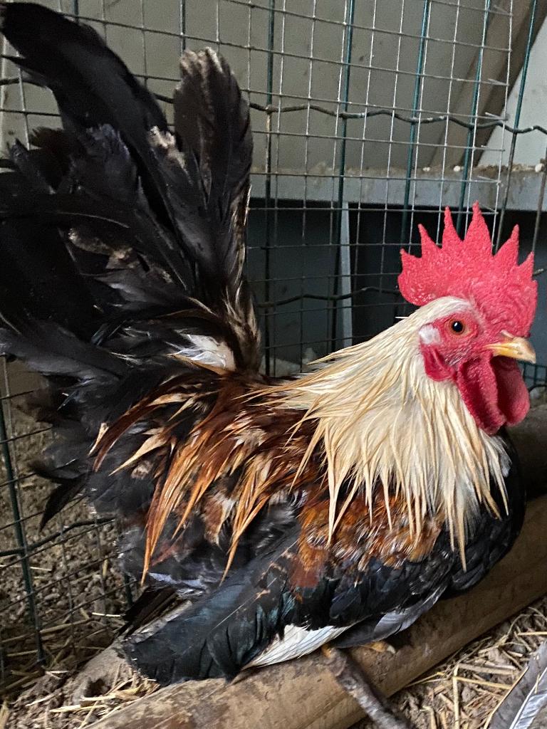 Chabo hanen, Dieren en Toebehoren, Pluimvee, Mannelijk, Kip