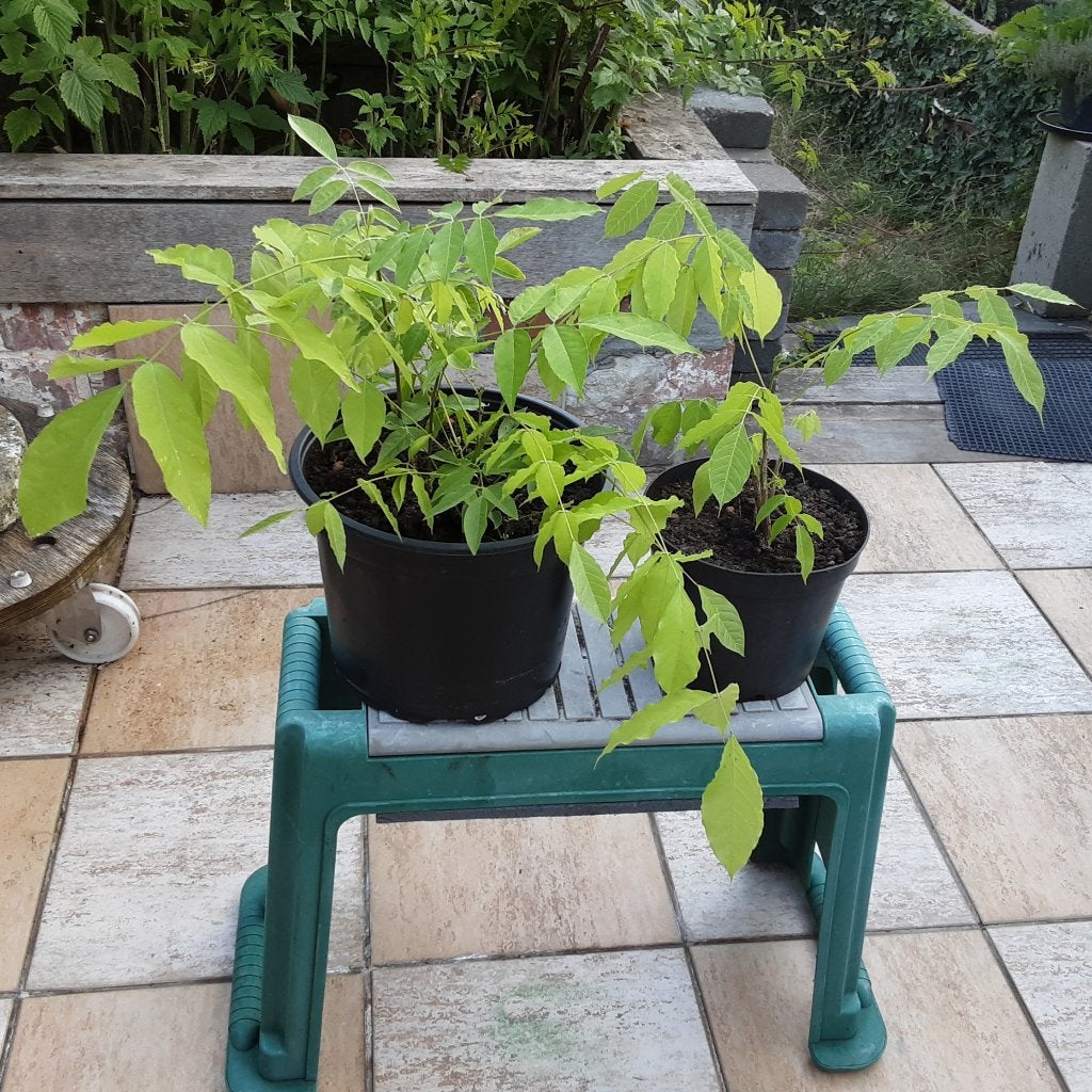 Grote goed opgegroeid wortelstok / stek Wisteria / Glicine, Jardin & Terrasse, Plantes | Jardin, Enlèvement ou Envoi, Printemps
