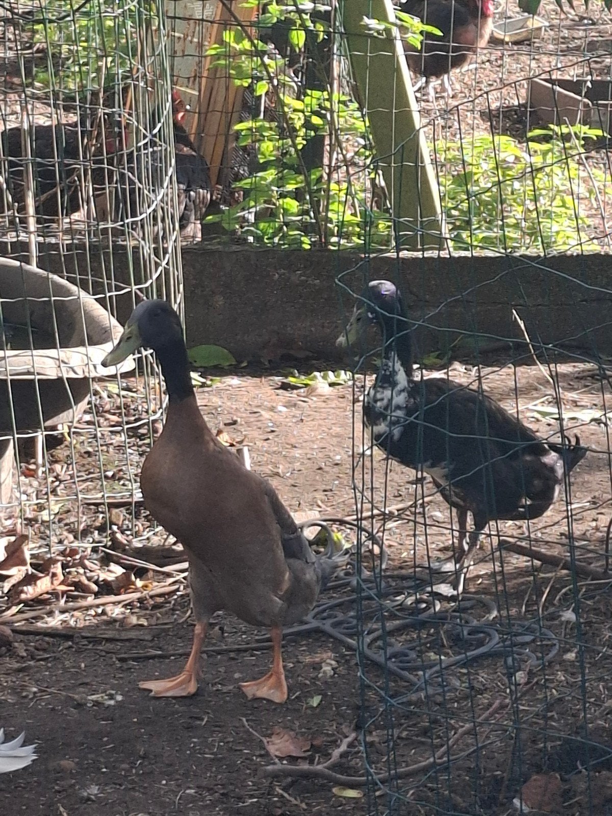 2 indische loopeenden, Animaux & Accessoires, Plusieurs animaux, Canard