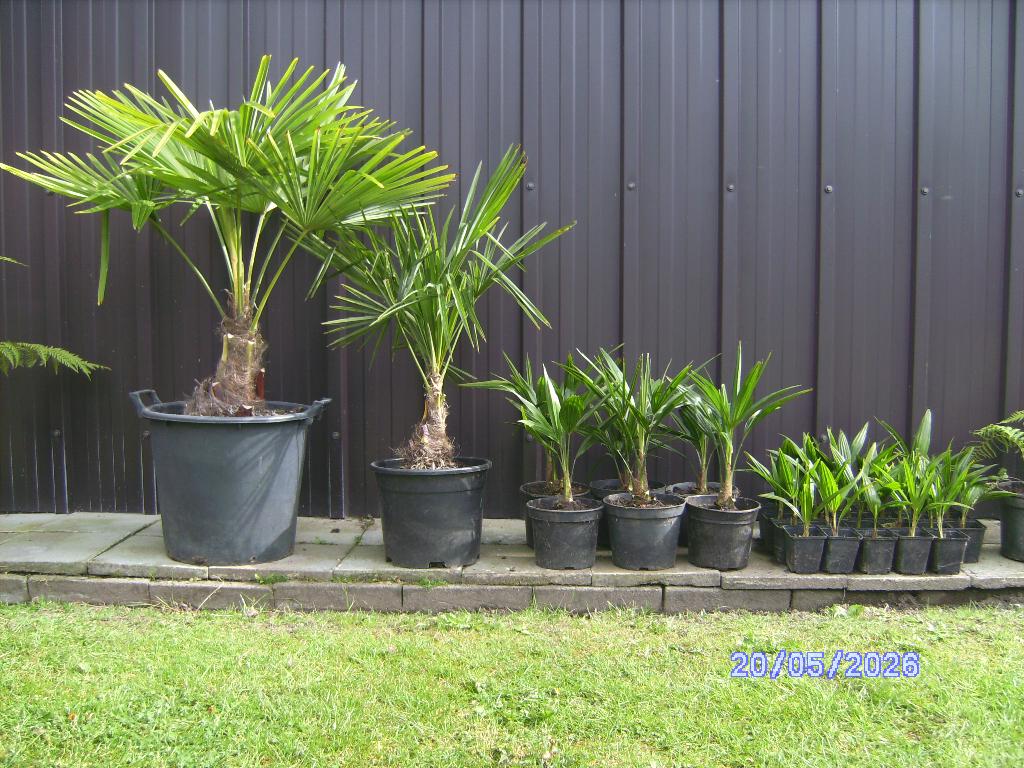 palmbomen, Tuin en Terras, Planten | Bomen, Ophalen, In pot