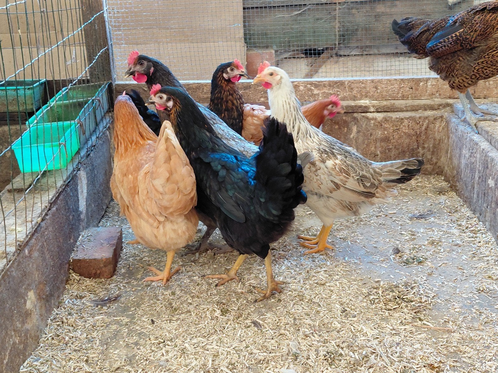 legkippen, Dieren en Toebehoren