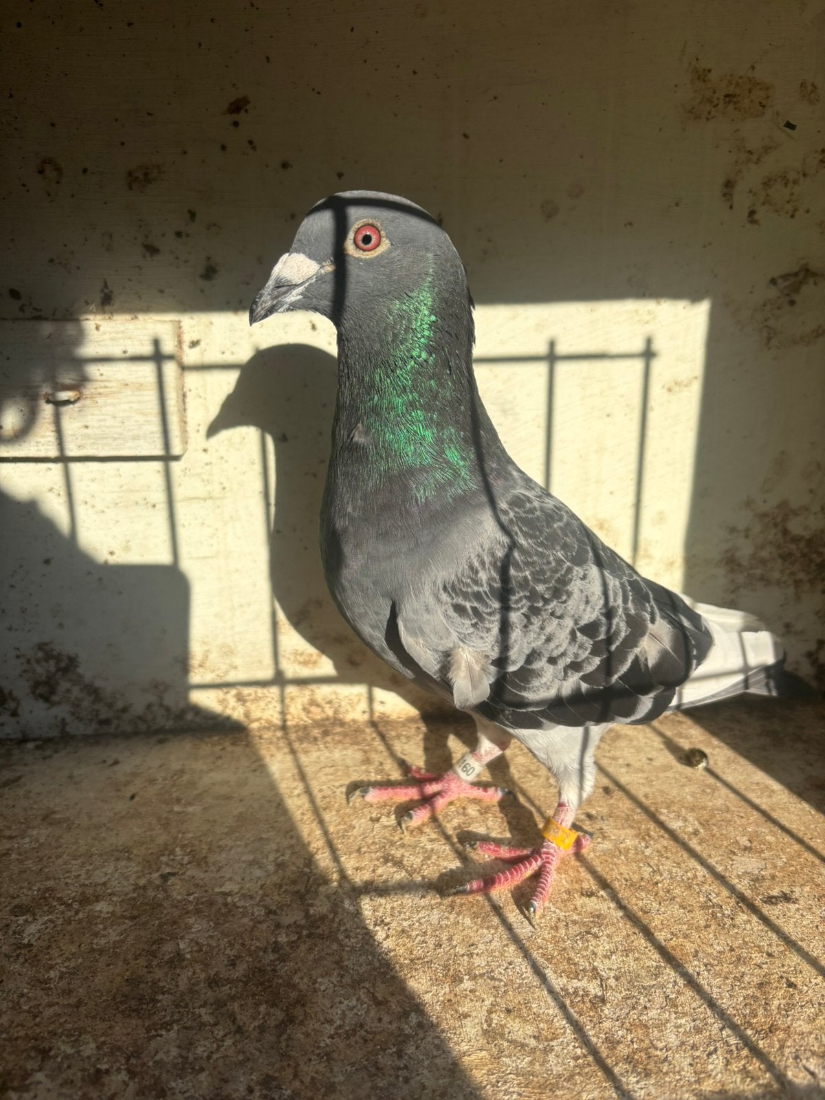 prachtige doffer van 2025 voor de dagfond, Mâle, Pigeon voyageur