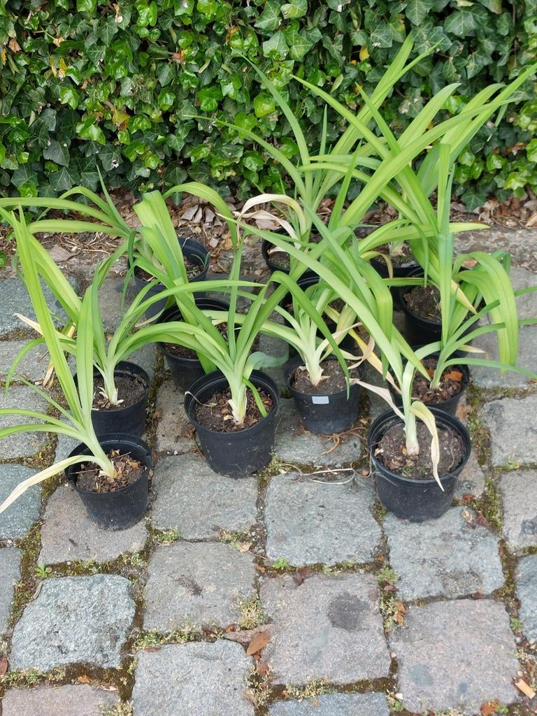 Eendagslelies, Ophalen
