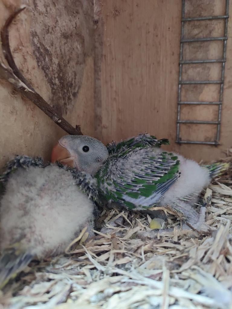 Handopfok Alexanderparkieten, Dieren en Toebehoren, Vogels | Overige Vogels, Geringd