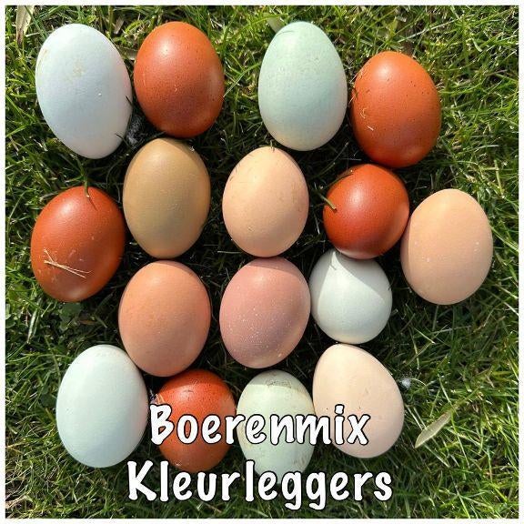 Regenboog eieren - Gekleurde broed eieren, Dieren en Toebehoren