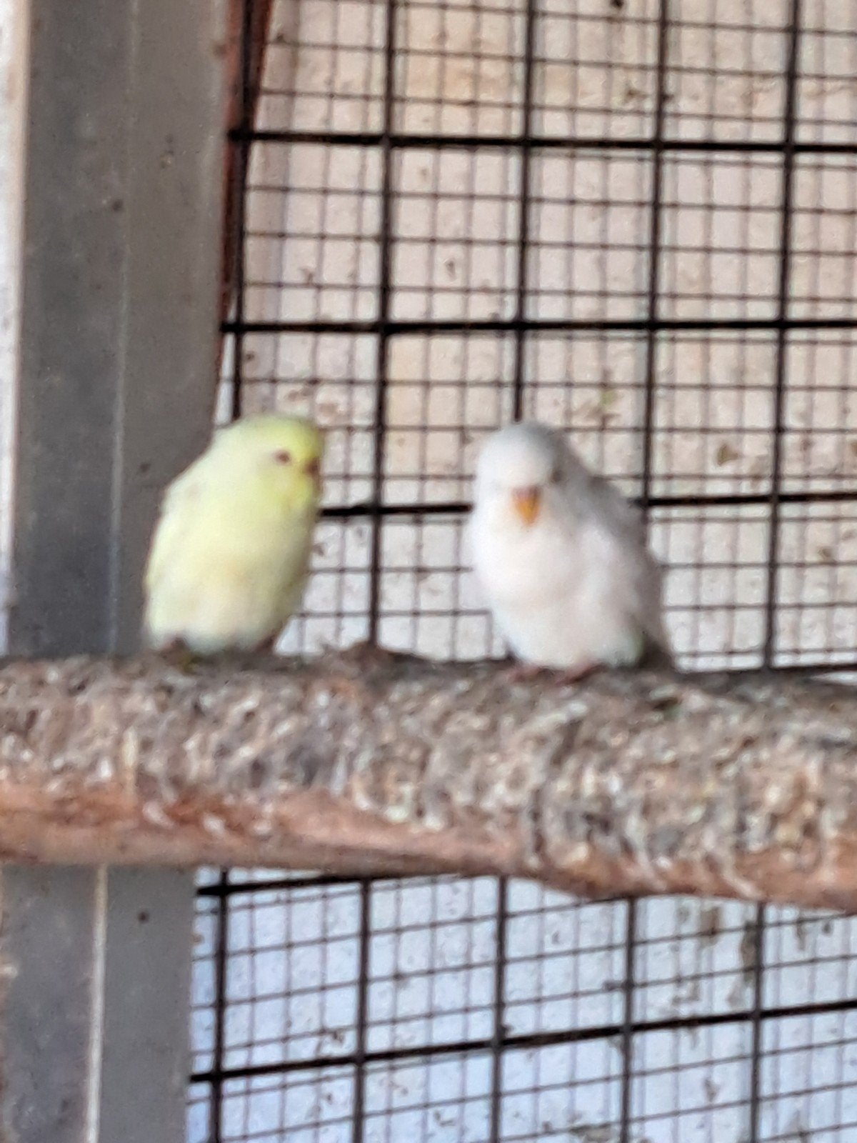 parkieten i.teresse pb, Animaux & Accessoires
