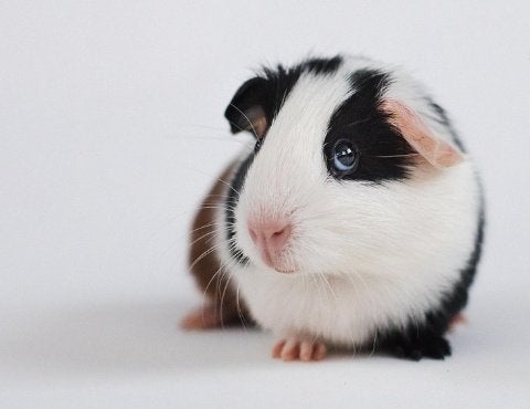 Cherche cochon d'Inde à Bruxelles, Domestique, Janvier, Plusieurs animaux, Cobaye
