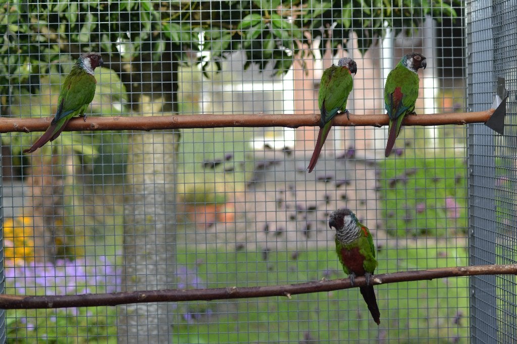 pyrrhura, Dieren en Toebehoren, Parkiet, Geringd
