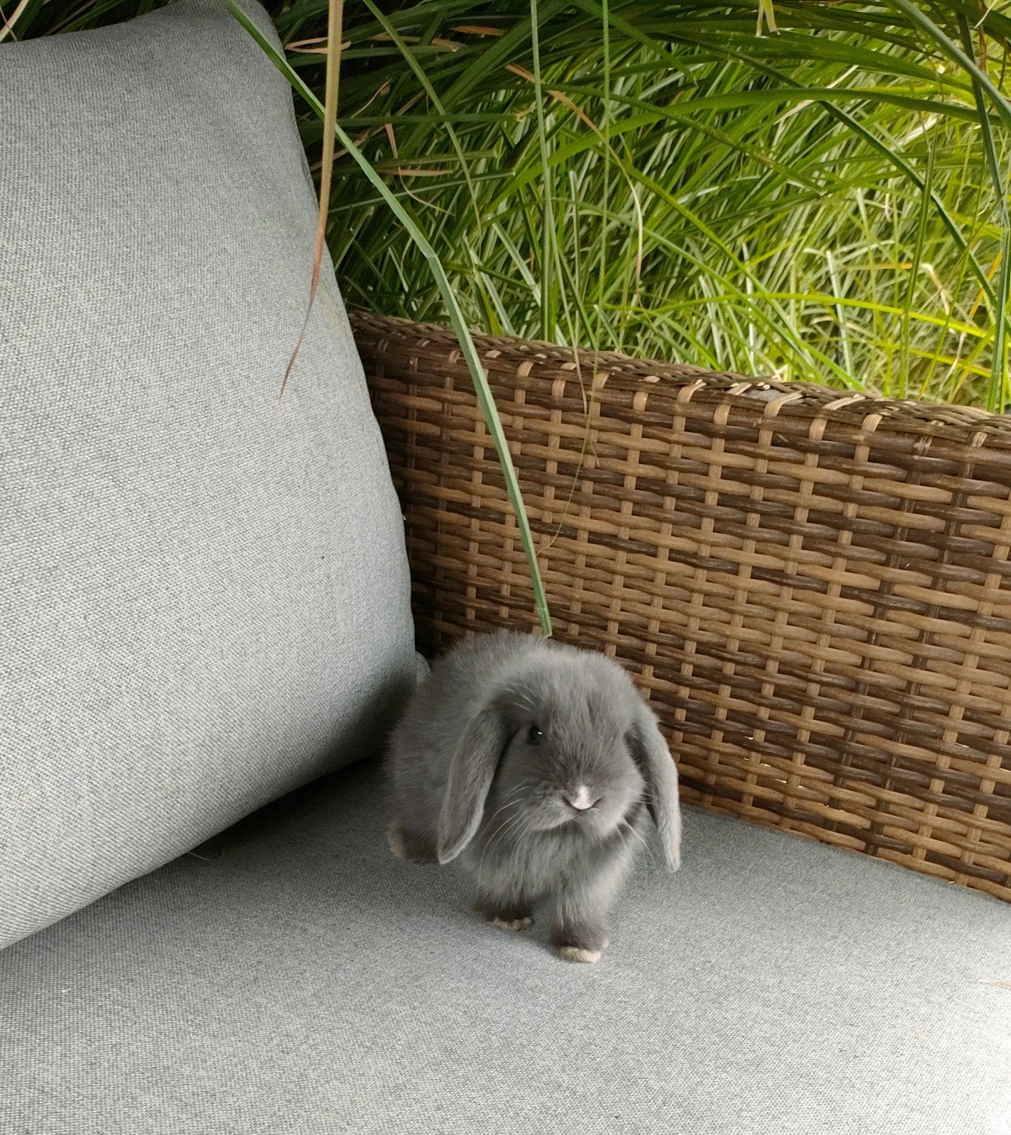 minilop rammetje blauw, Dieren en Toebehoren, Konijnen, Mannelijk, Dwerg, Hangoor, 0 tot 2 jaar