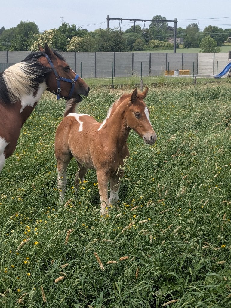 Prachtig gevlekte hengsten veulen, Dieren en Toebehoren, Paarden, Hengst, Minder dan 160 cm, Gechipt, 0 tot 2 jaar