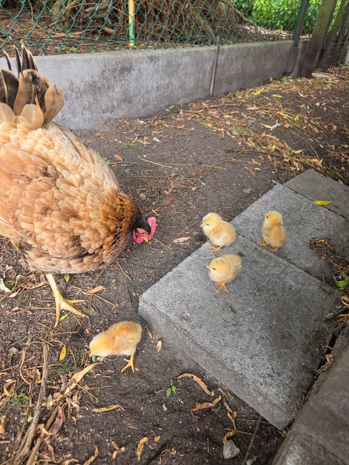 Poulet et ses poussins nés le 03/06/26 succès inconnu, Animaux & Accessoires, Volatiles, Poule ou poulet