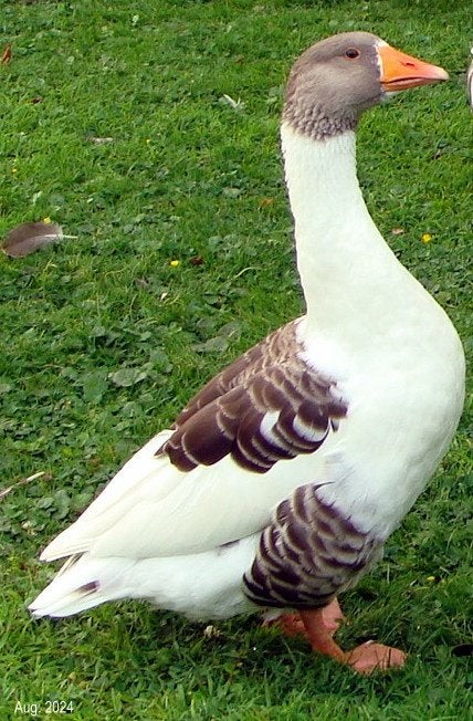 Vlaamse Ganzen, Dieren en Toebehoren, Meerdere dieren, Geringd