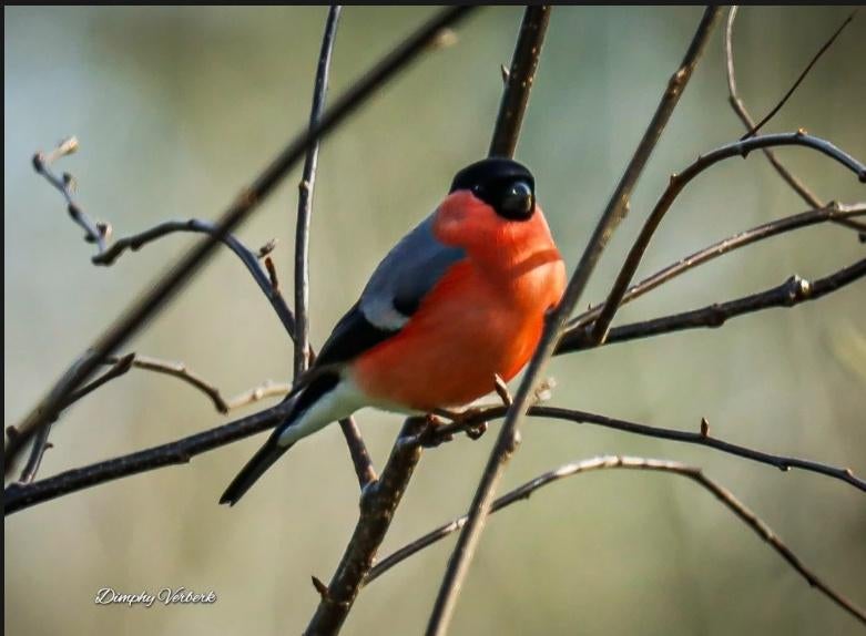 Goudvink man, Mannelijk, Wildzangvogel, Geringd