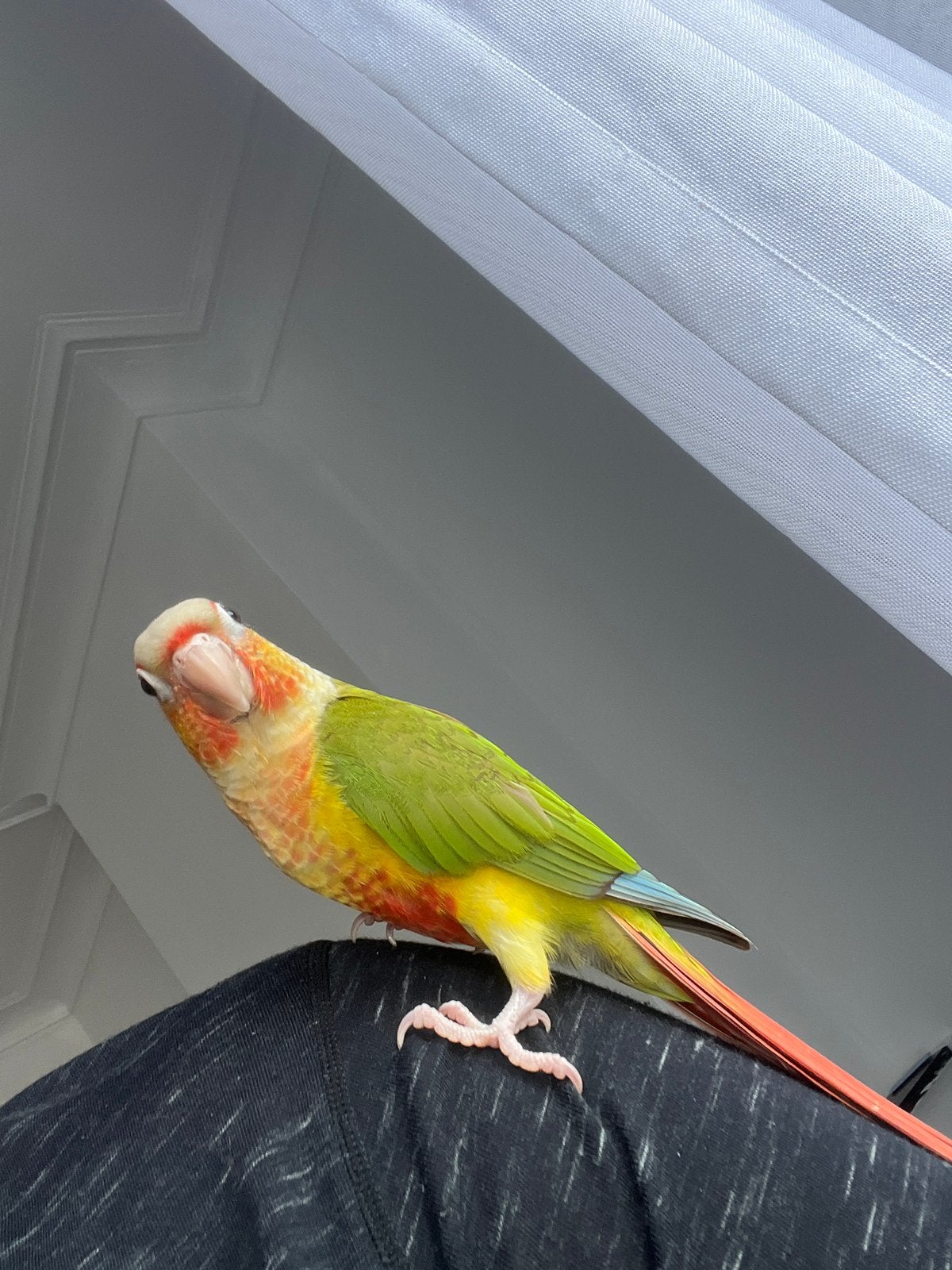 Perroquet canure en bonne santé âge 5 mois active et mignon, Animaux & Accessoires, Oiseaux | Perruches & Perroquets, Perroquet