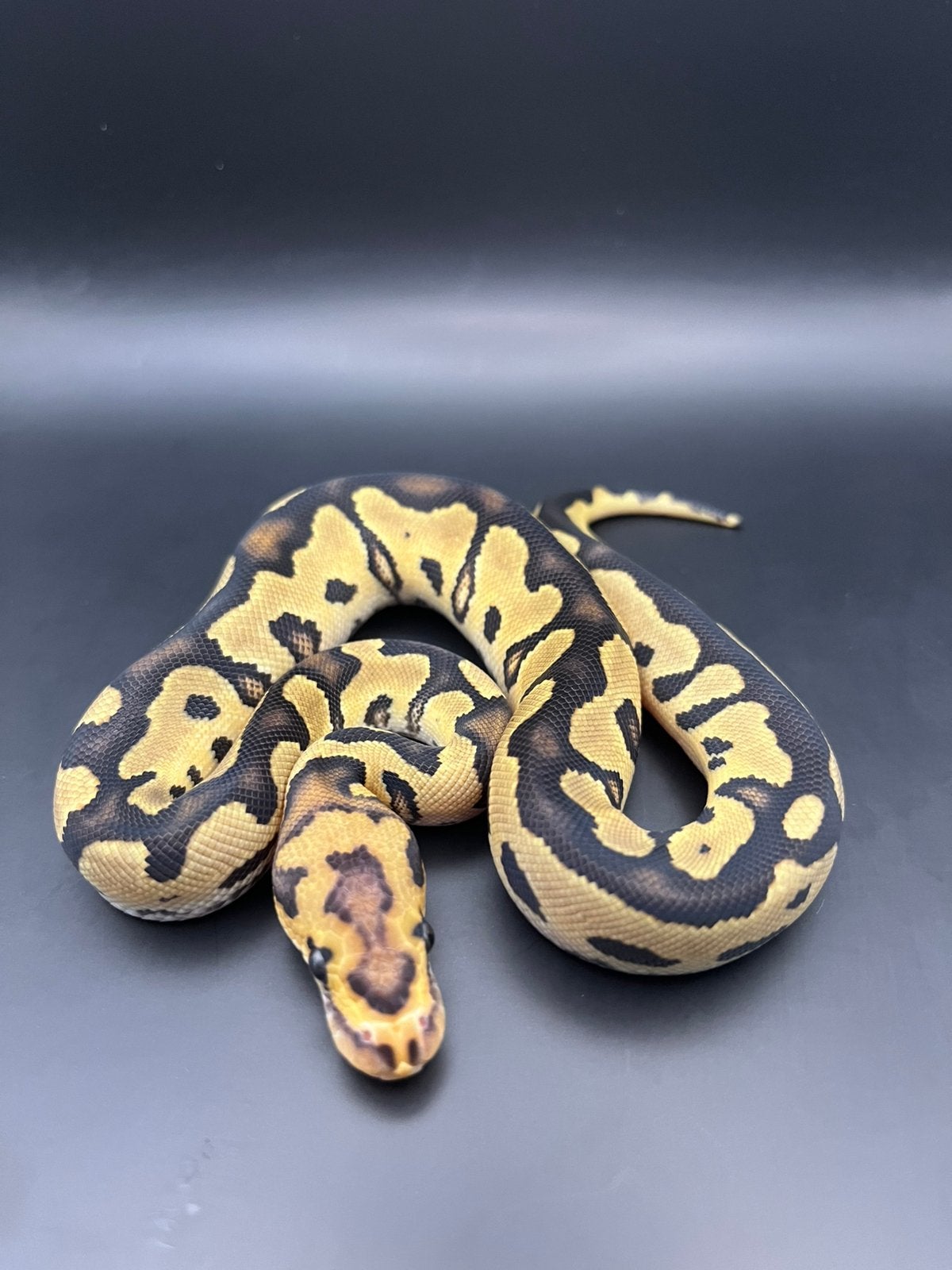 Div. Koningspythons, Ball python,Python Regius Ball Python - male for sale from Maikel