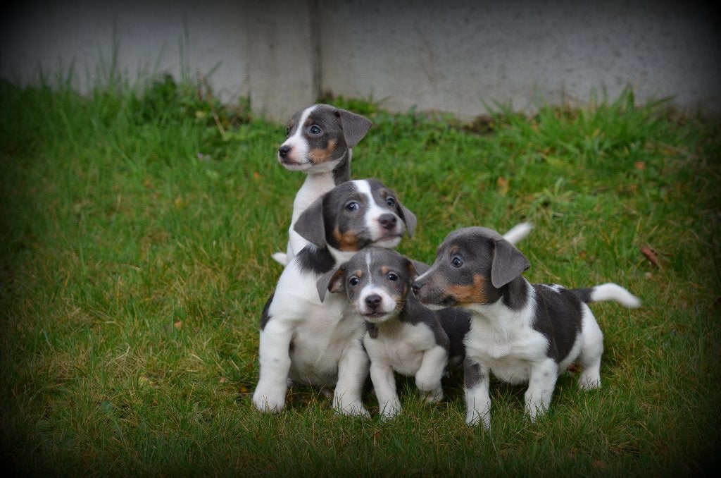 Chiots Jack Russell bleus, 15 semaines à 1 an, Chien (mâle), Maladie de Carré (chiens), Belgique