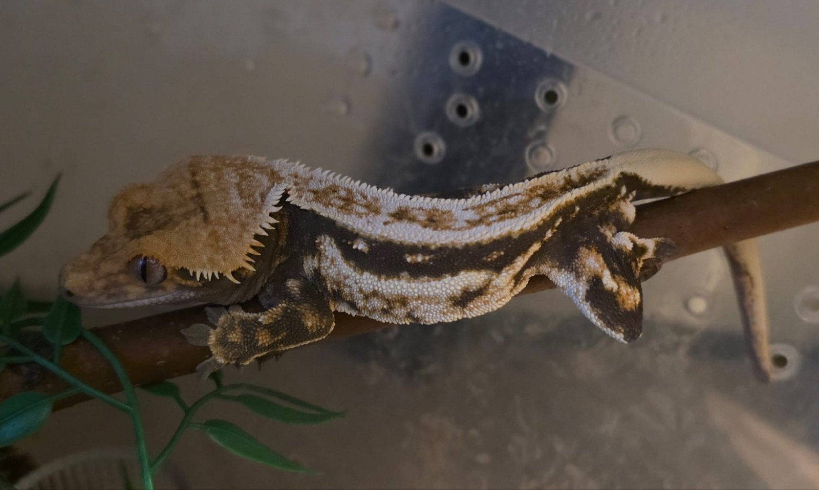 Bewezen Drippy Quadstripe Emptyback wimpergekko man, Lézard, 0 à 2 ans