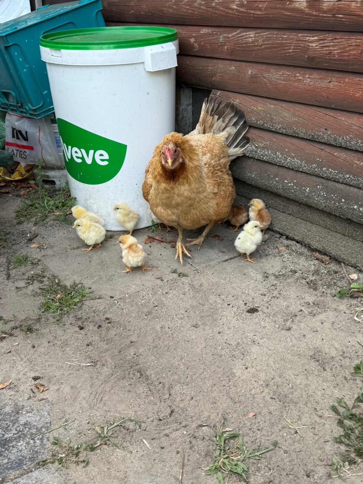 Kip met kuikens te koop, Poule ou poulet