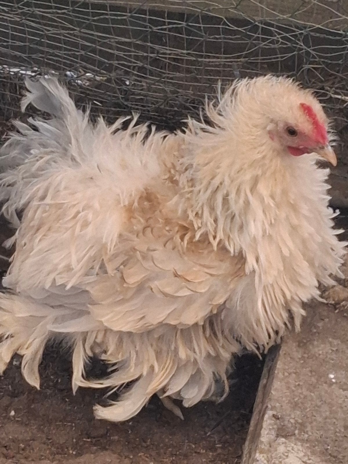 Cochin krul haantje, Dieren en Toebehoren