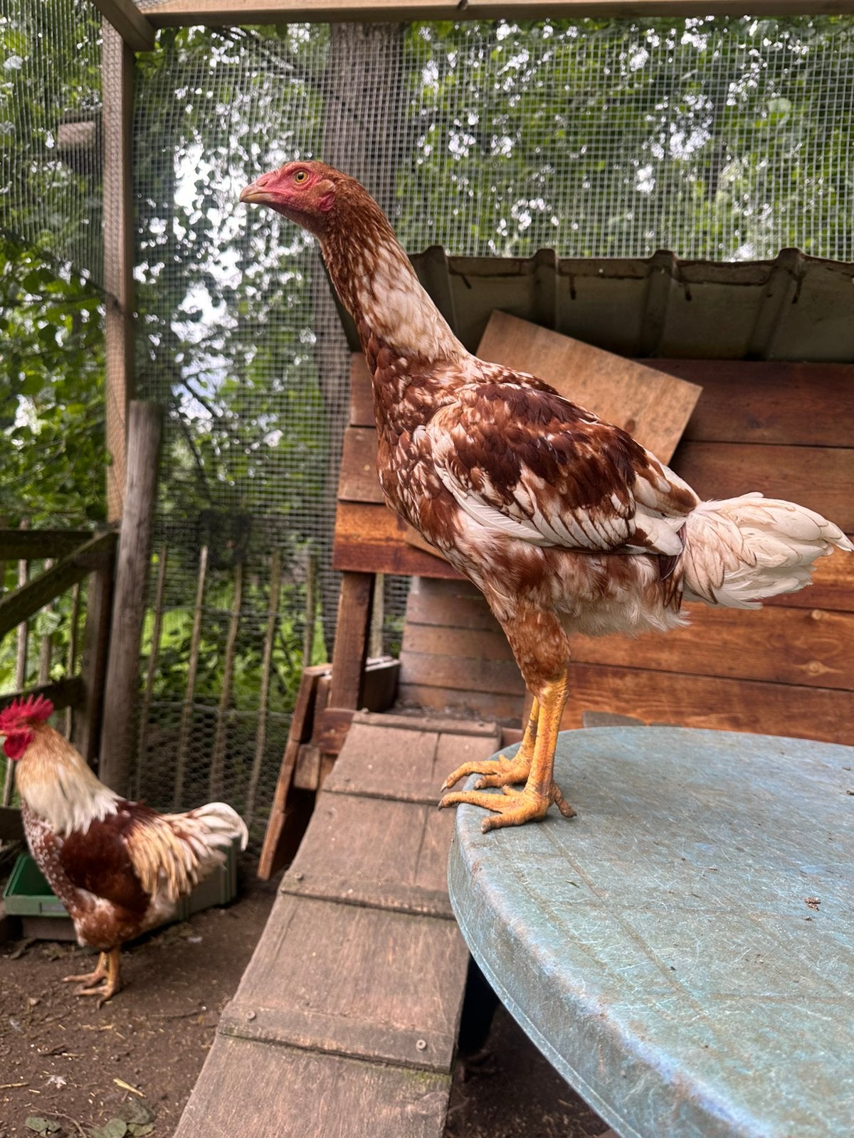 Indio gigante haan, Mâle, Poule ou poulet