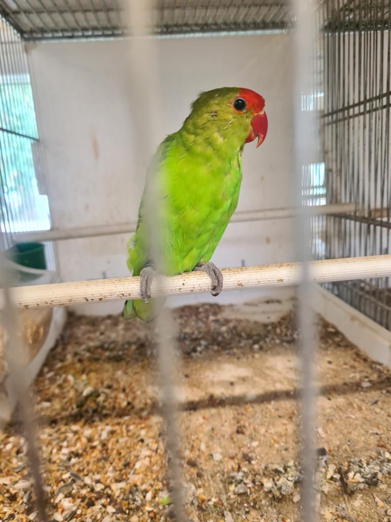 Agapornis, Animaux & Accessoires
