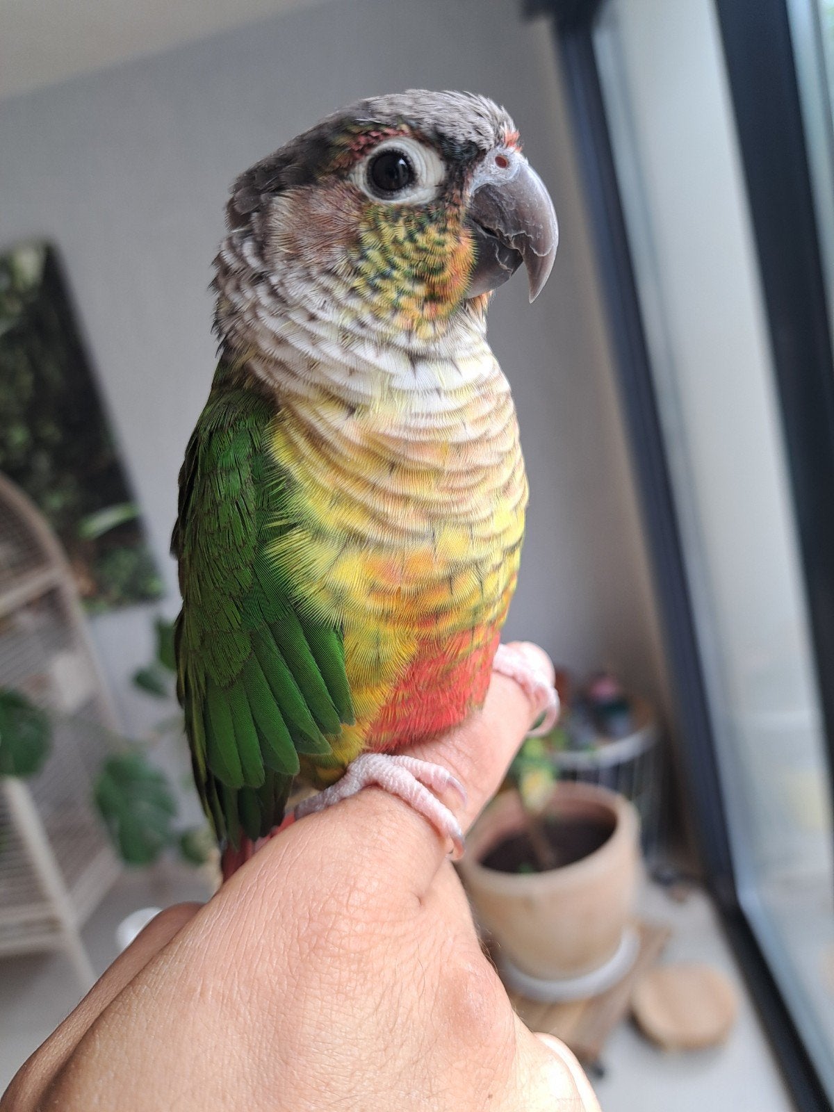 perroquet conure opaline eam, Dieren en Toebehoren, Papegaai