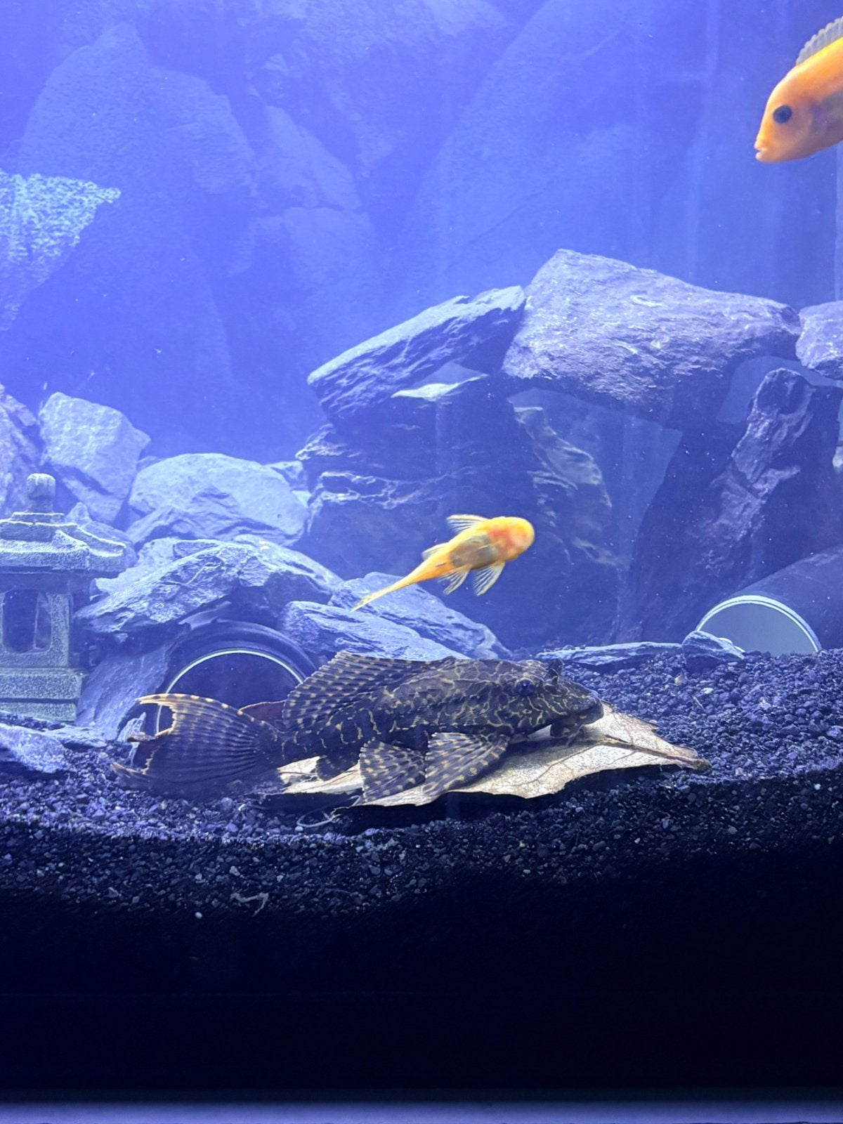 Pleco leopard actuellement 14cm