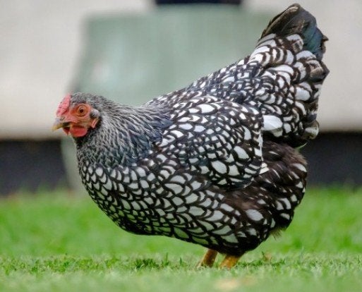 Poules pondeuses et poulets d'ornement - 0472-51.09.71 -A21h, Poule ou poulet