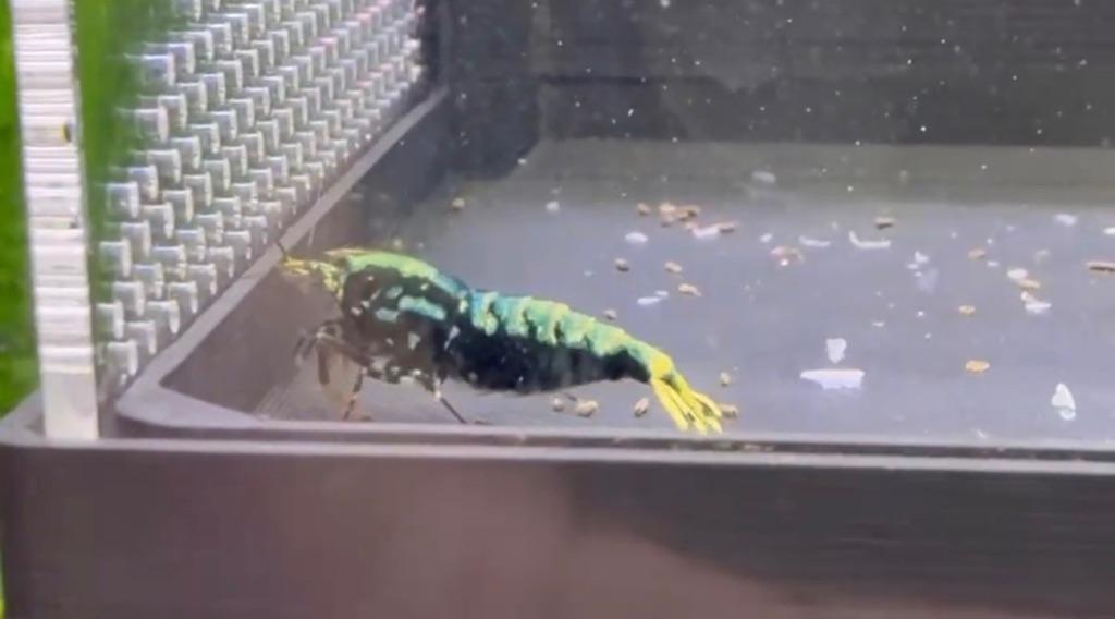 Wicked stardust/snowflake/boa garnalen (caridina), Dieren en Toebehoren, Kreeft, Krab of Garnaal, Zoetwatervis